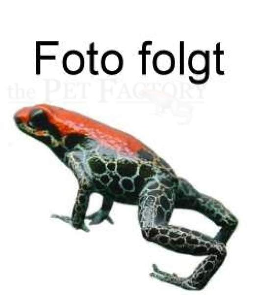 Preview: Teleskop Schlangenhaken